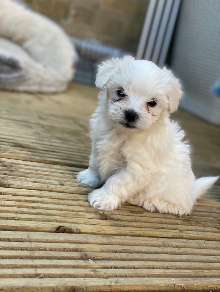 gumtree maltese
